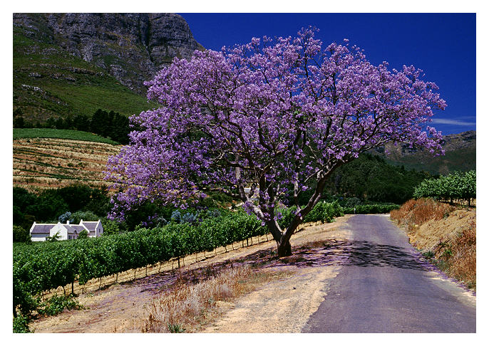 Jacaranda