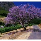 Jacaranda