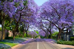 Jacaranda Allee in Pretoria/ZA