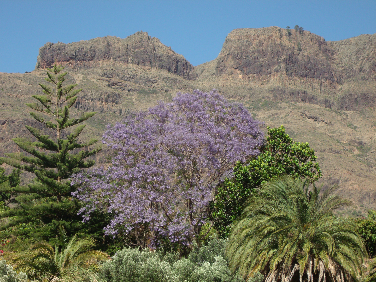 Jacaranda auf Gran Canaria