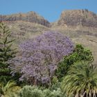 Jacaranda auf Gran Canaria