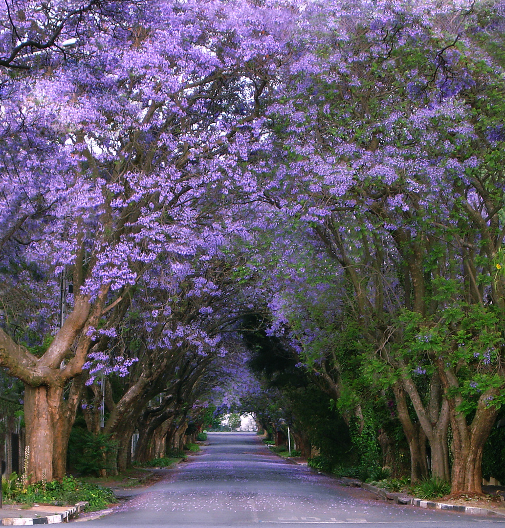 Jacaranda Bäume Johannesburg