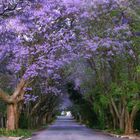 Jacaranda Bäume Johannesburg