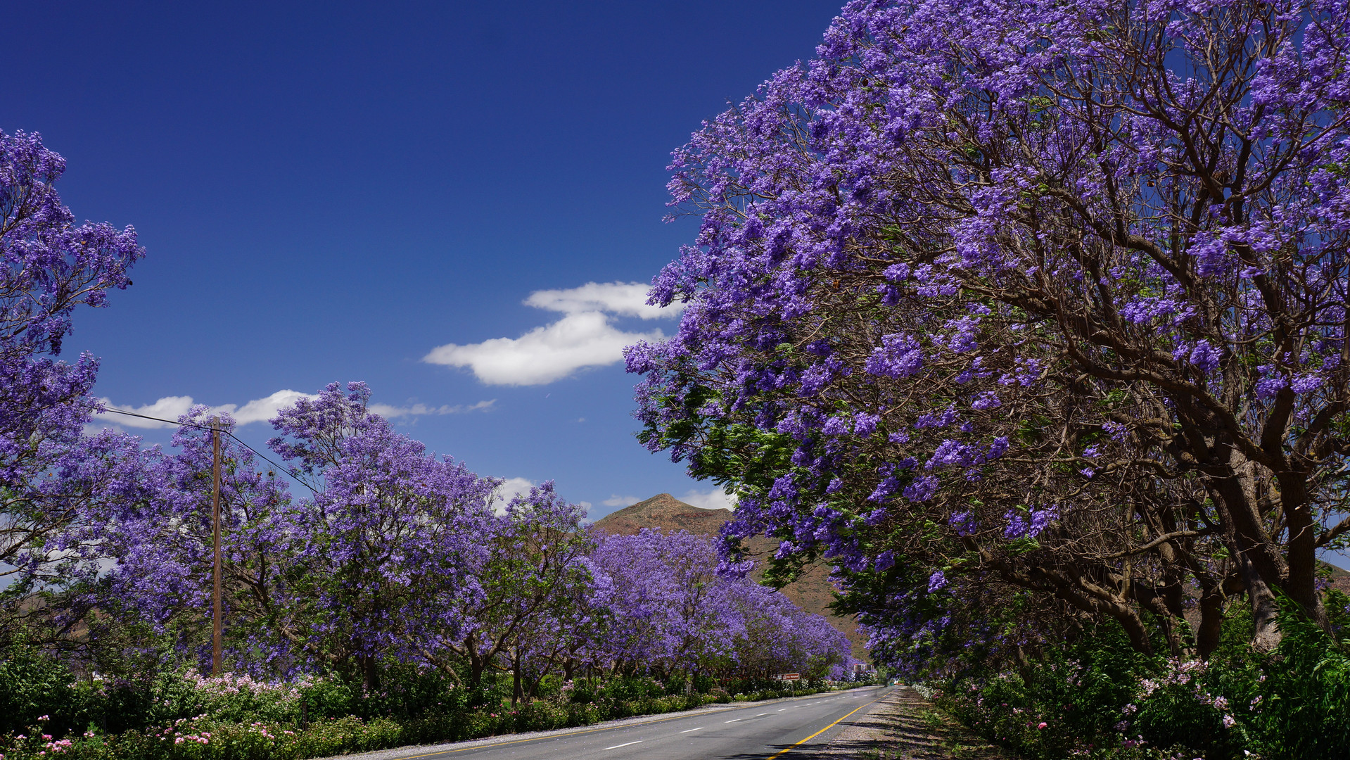 Jacaranda-Bäume säumen Route 60 bei Bonnievale