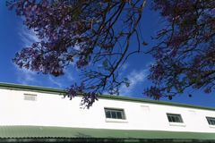 Jacaranda Baum in Tulbagh