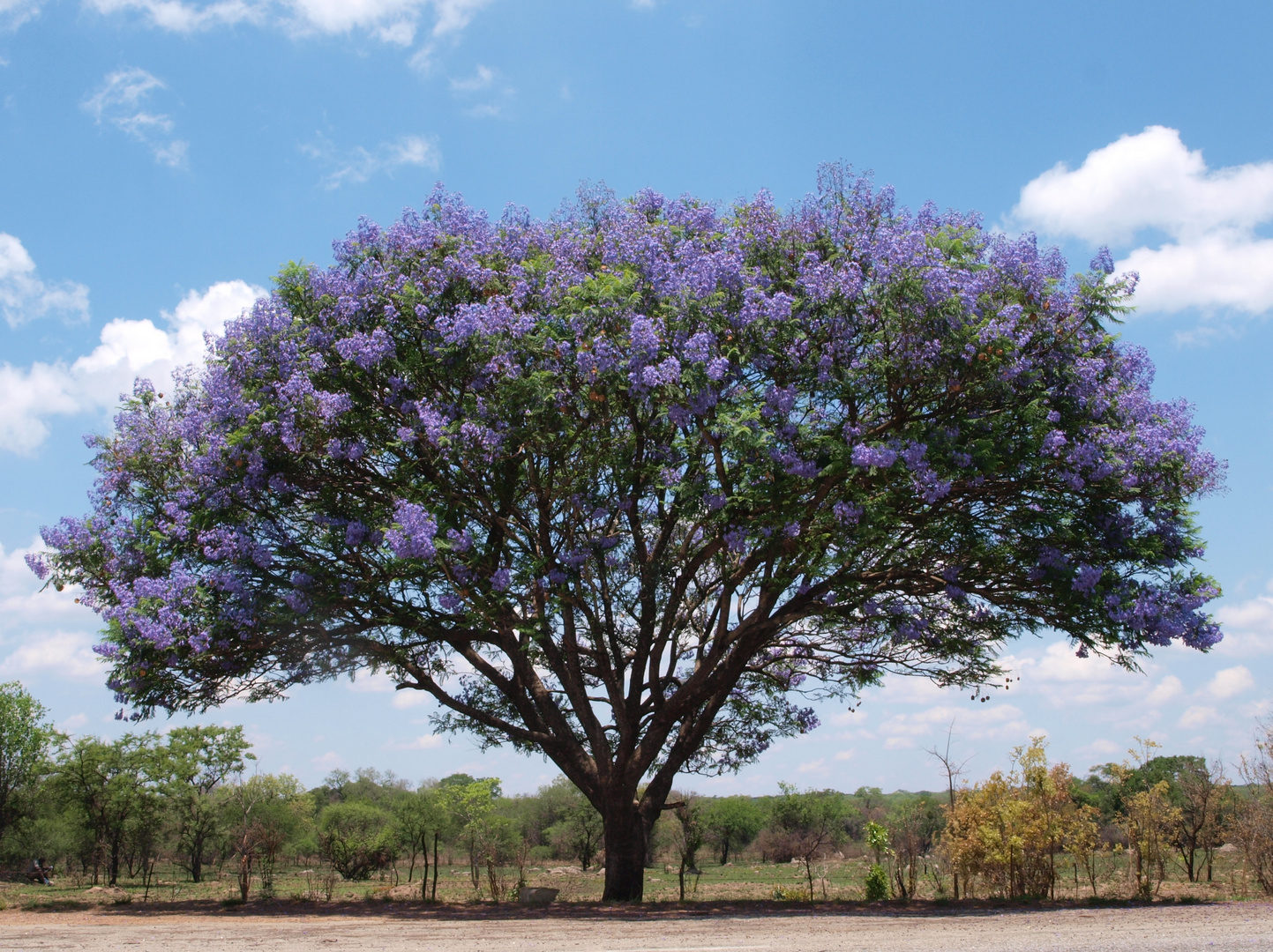 Jacaranda - Baum in Zimbabwe