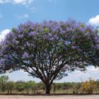 Jacaranda - Baum in Zimbabwe