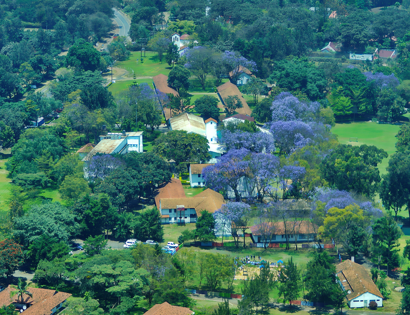 Jacaranda-Baumblüte in Ruaha