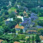 Jacaranda-Baumblüte in Ruaha