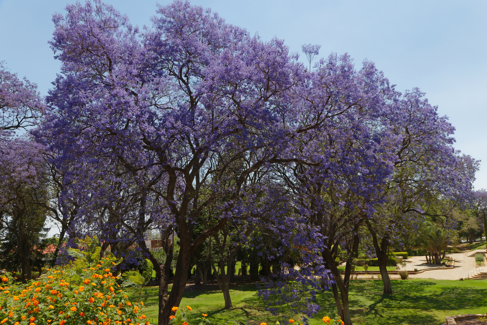 Jacaranda Foto & Bild africa, southern africa, namibia Bilder auf