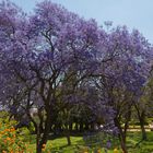 Jacaranda