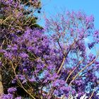 Jacaranda bleu