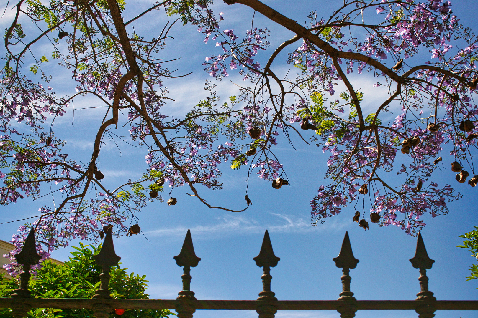 Jacaranda (Blüten)/Bäume in Andalusien