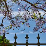 Jacaranda (Blüten)/Bäume in Andalusien