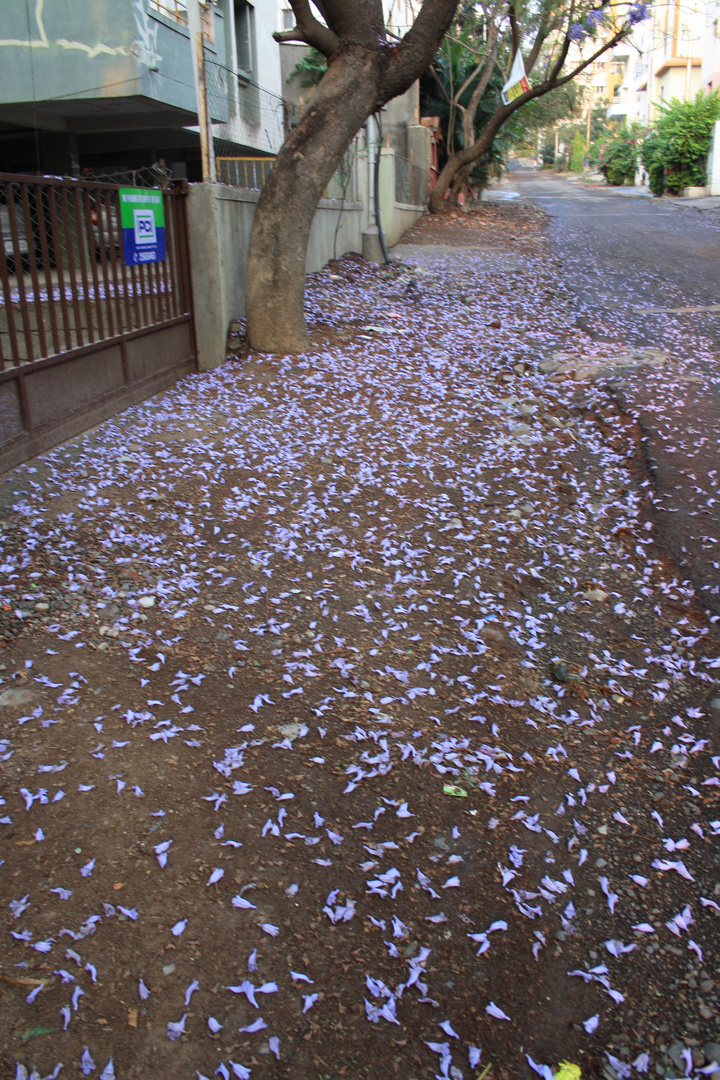 Jacaranda Carpet