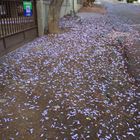 Jacaranda Carpet