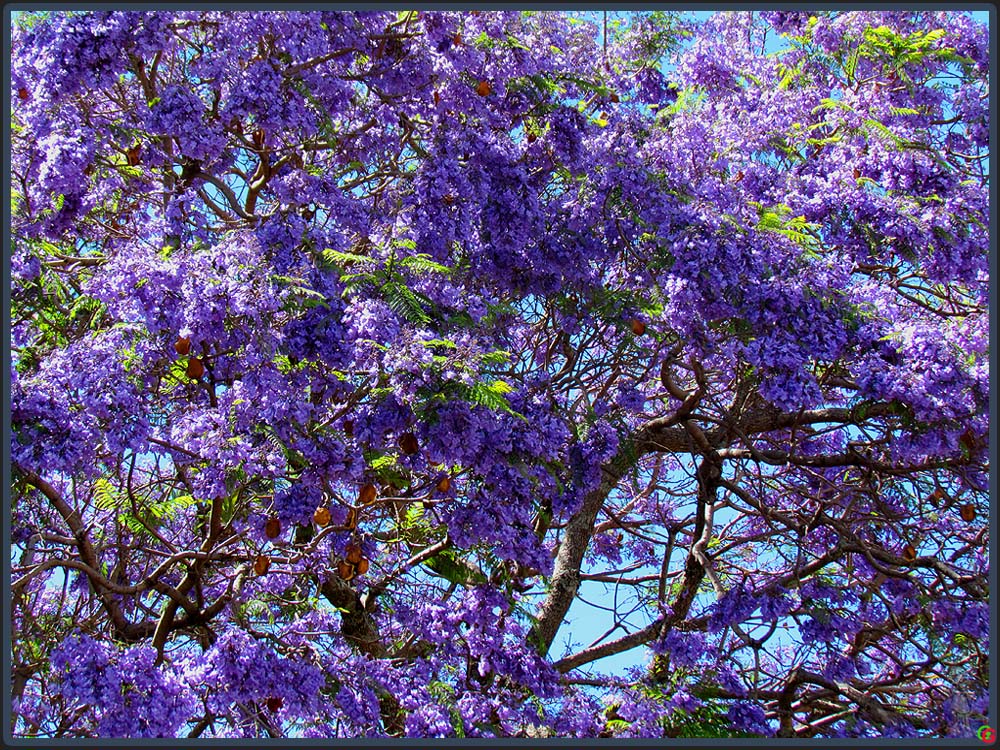 Jacaranda Foto & Bild north america, mexico, reisen Bilder auf