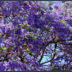 Jacaranda