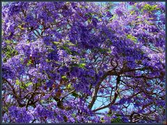 Jacaranda