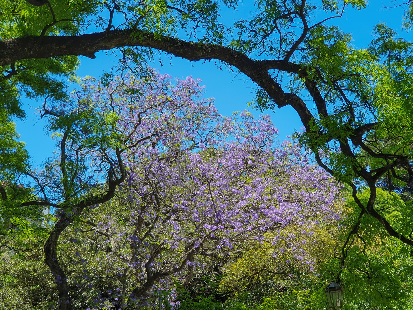 Jacaranda