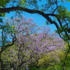 Jacaranda