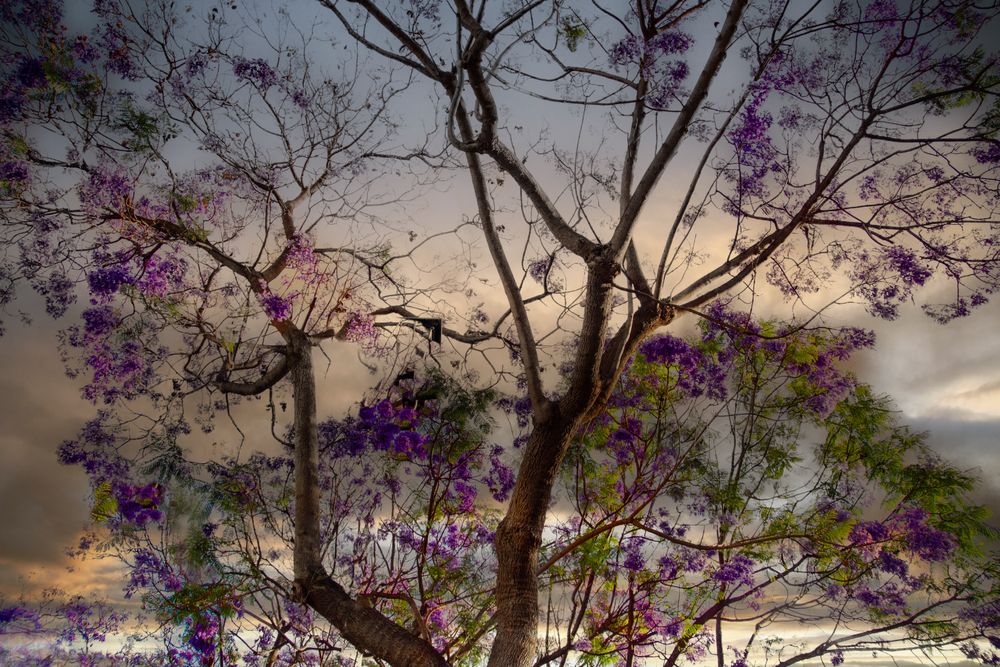 Jacaranda de séville