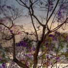 Jacaranda de séville