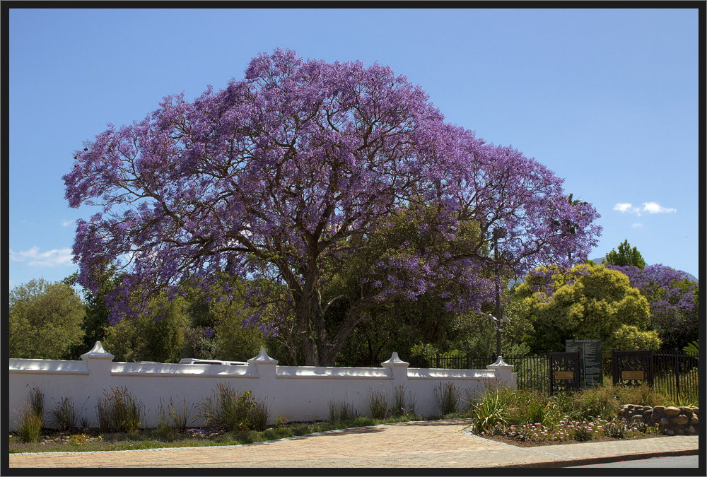 Jacaranda - der schönste Baum Südafrikas