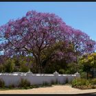 Jacaranda - der schönste Baum Südafrikas