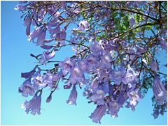 Jacaranda**