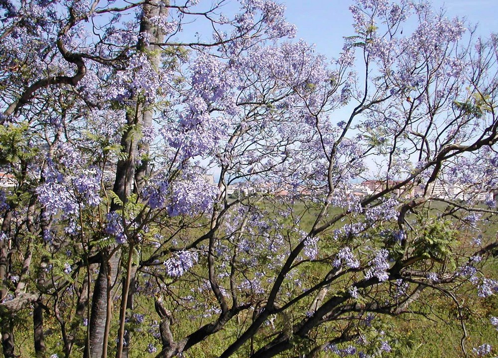 Jacaránda