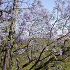 Jacaránda