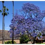 Jacaranda en fleur