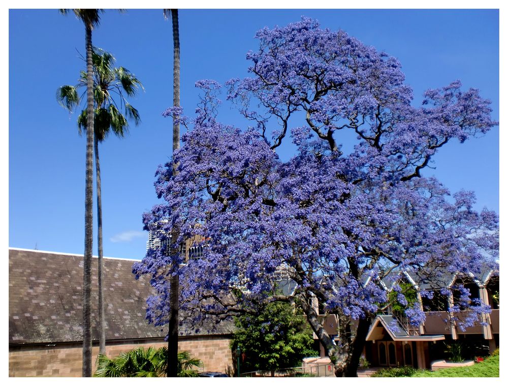 Jacaranda en fleur