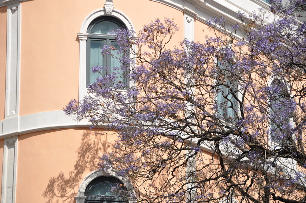 Jacaranda en fleurs