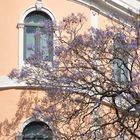 Jacaranda en fleurs