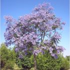 Jacaranda...