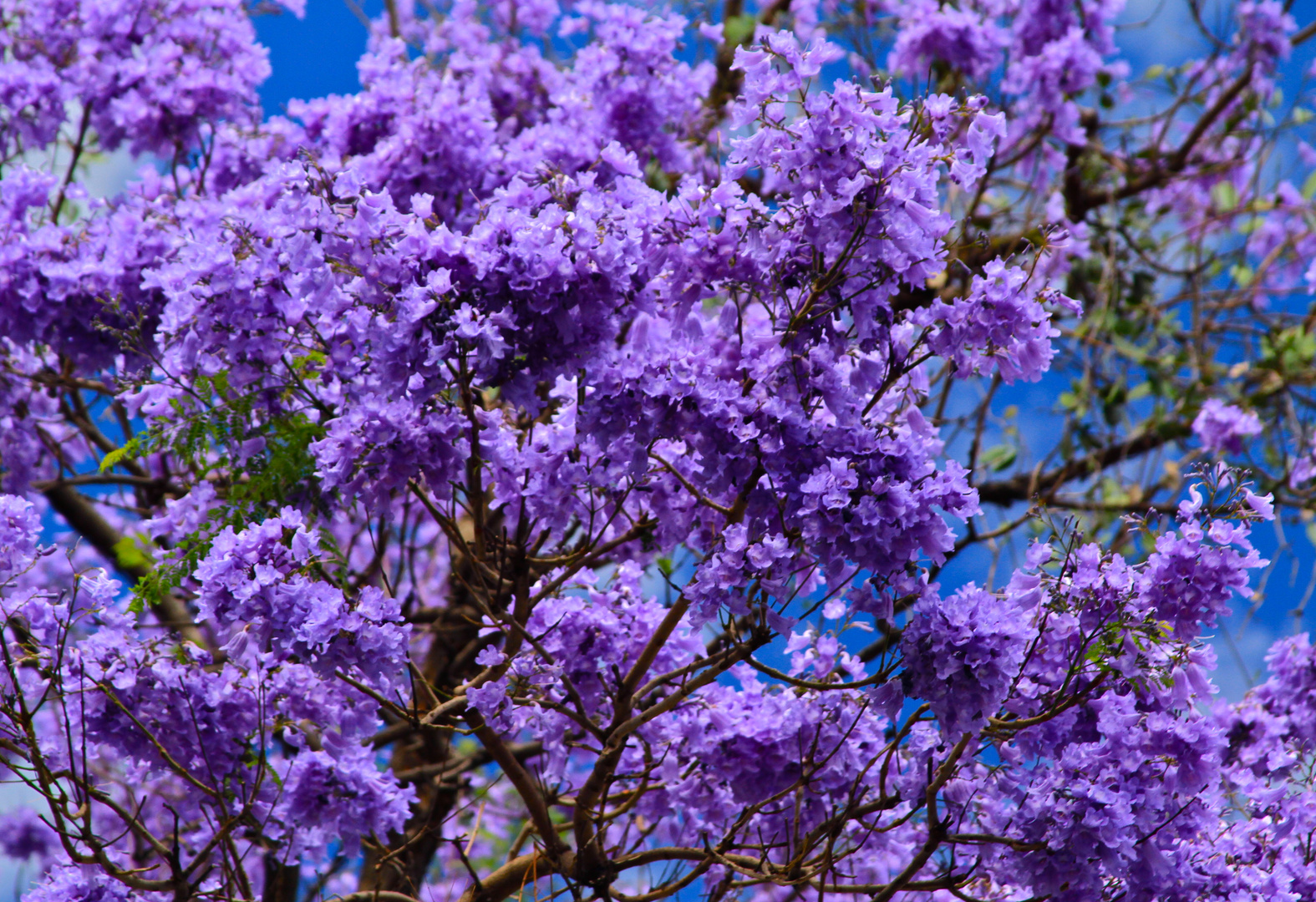 Jacaranda