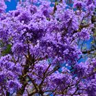 Jacaranda