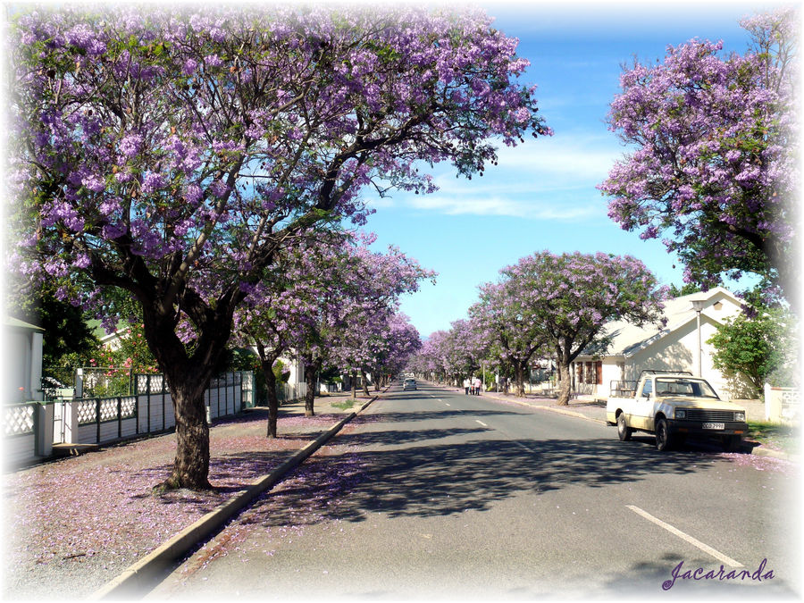 Jacaranda