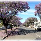 Jacaranda