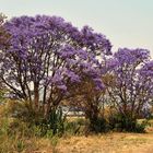 Jacaranda