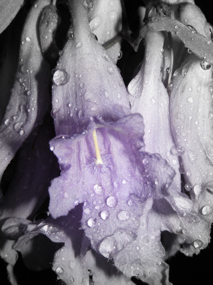 Jacaranda Flower