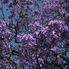 Jacarandá II