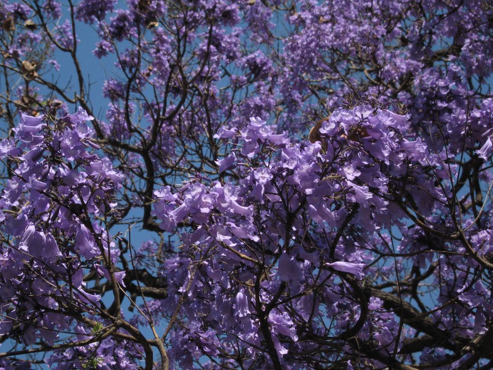 Jacarandá II