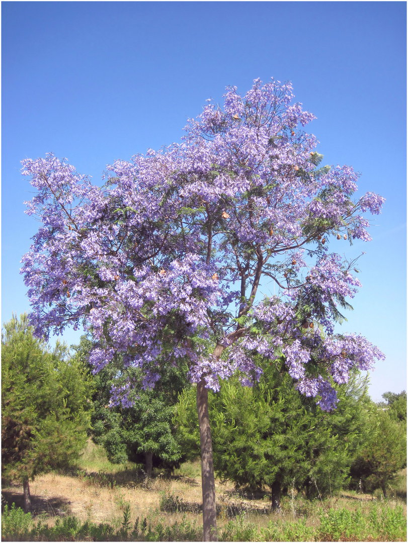 Jacaranda Mimosifolia