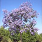 Jacaranda Mimosifolia