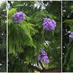 Jacaranda Mimosifolia  -- Dénia