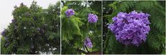 Jacaranda Mimosifolia  -- Dénia