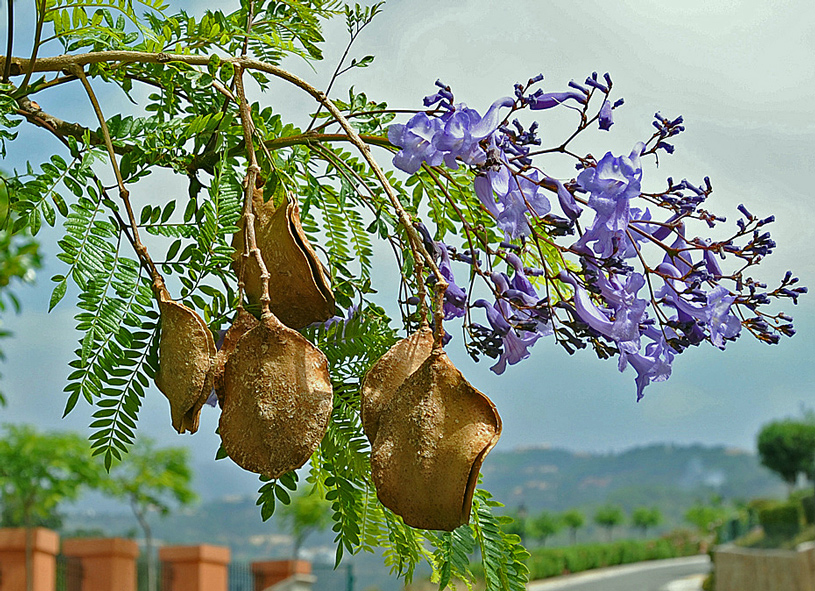 Jacaranda mit Samen und Blüte